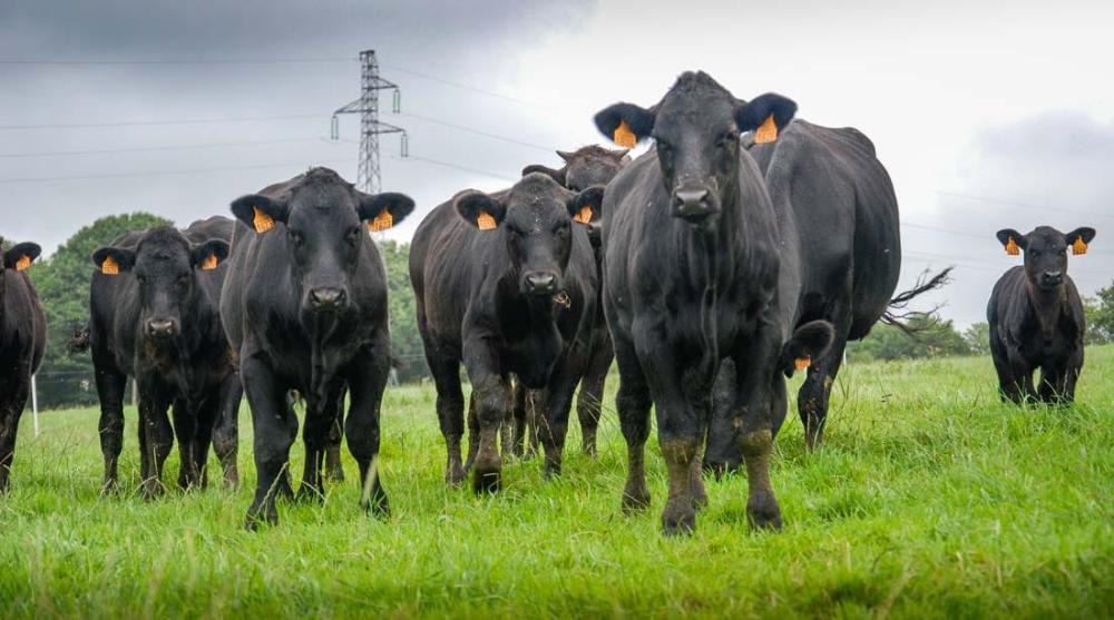 La ferme La ferme